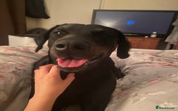 Mixed Breed dogs for sale: 5 gorgeous puppies for sale.  - Image 1