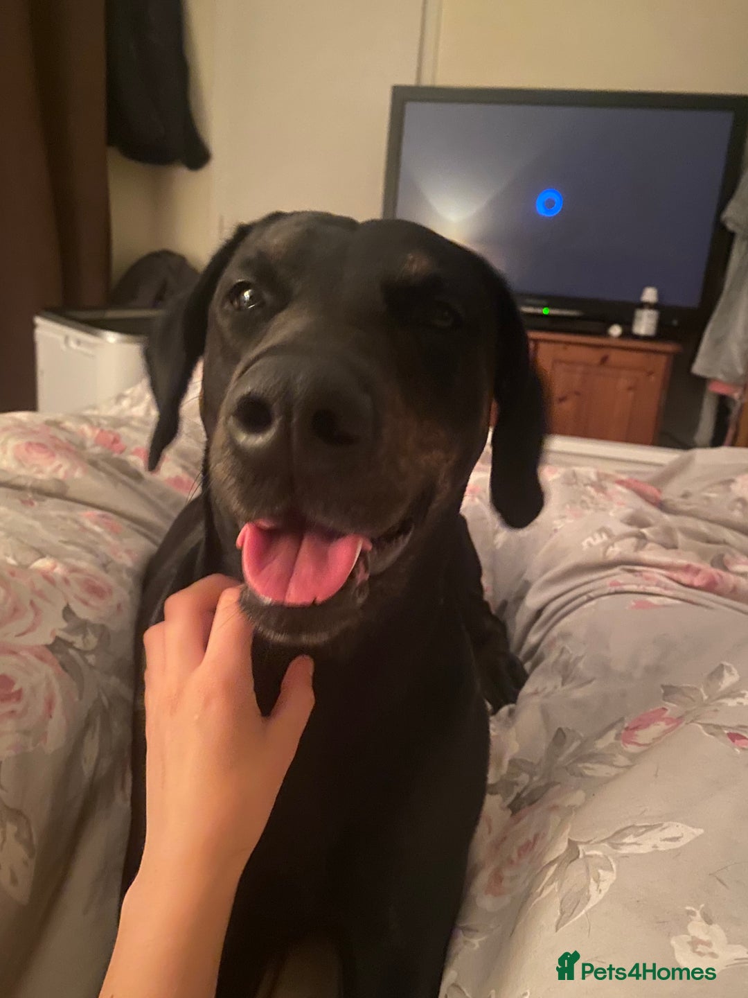 Mixed Breed dogs for sale: 5 gorgeous puppies for sale.  - Image 1