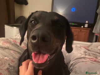 Mixed Breed dogs - Advert 4