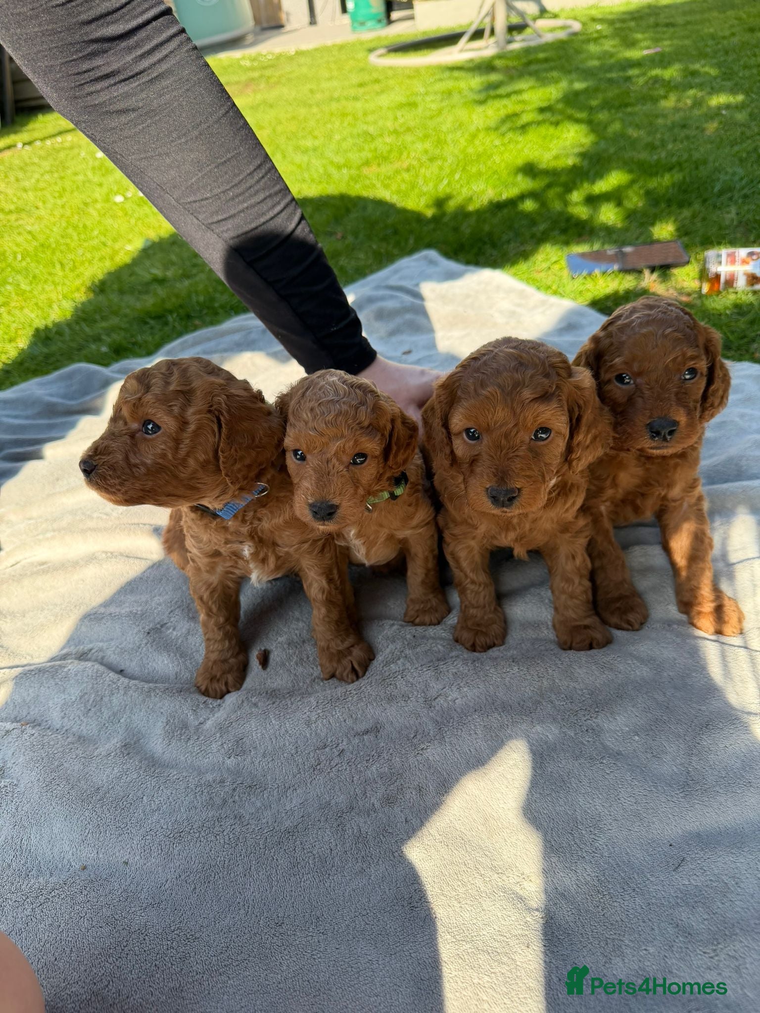 Cavapoo dogs   🐶 F1b Cavapoo Puppies Dark Red KC Dad DNA Mum  - Advert 15