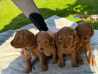 Cavapoo dogs 🐶 F1b Cavapoo Puppies Dark Red KC Dad DNA Mum - Advert 10