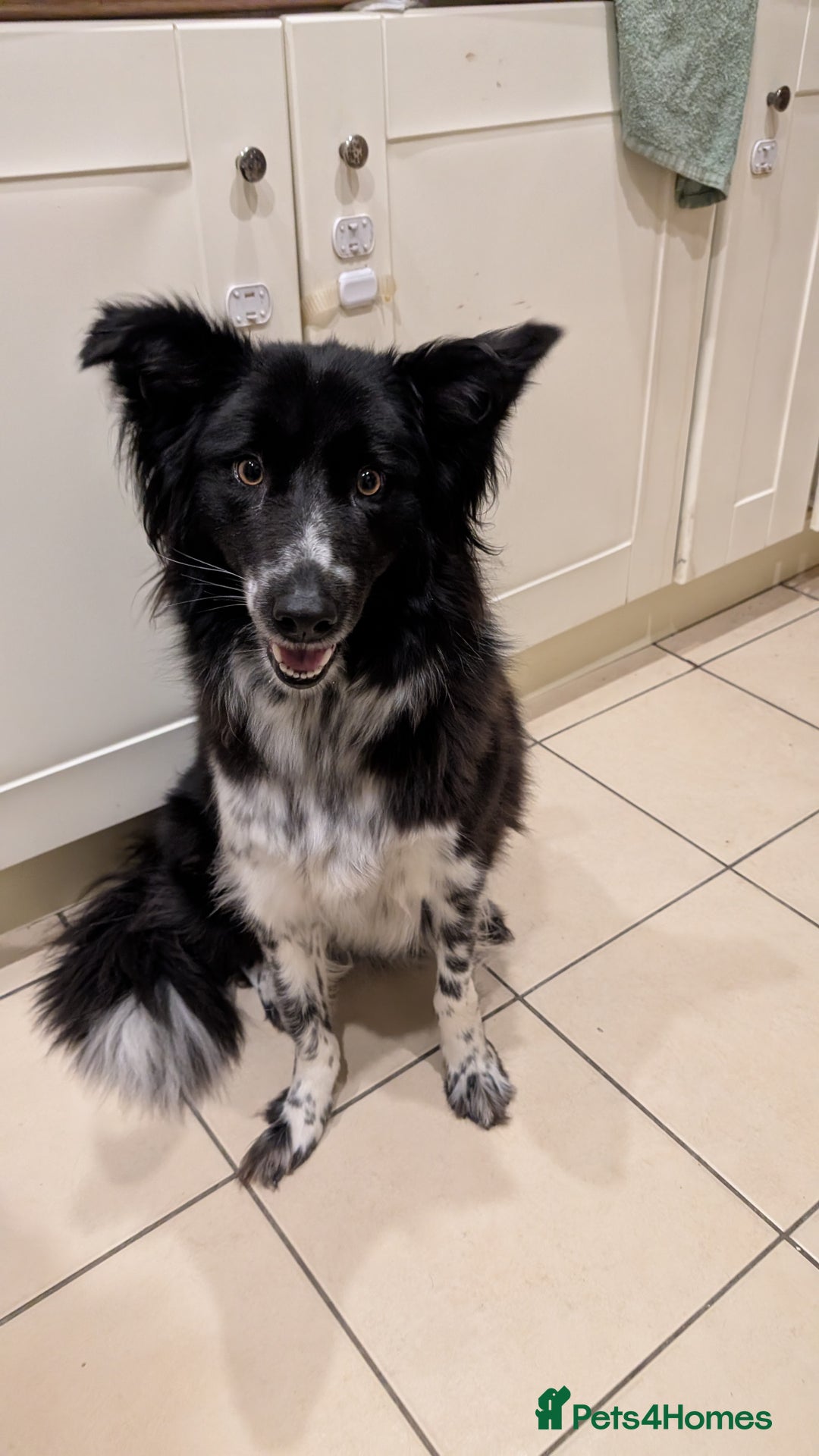 Border Collie dogs for sale: 2 year old bird collie female - Advert 4