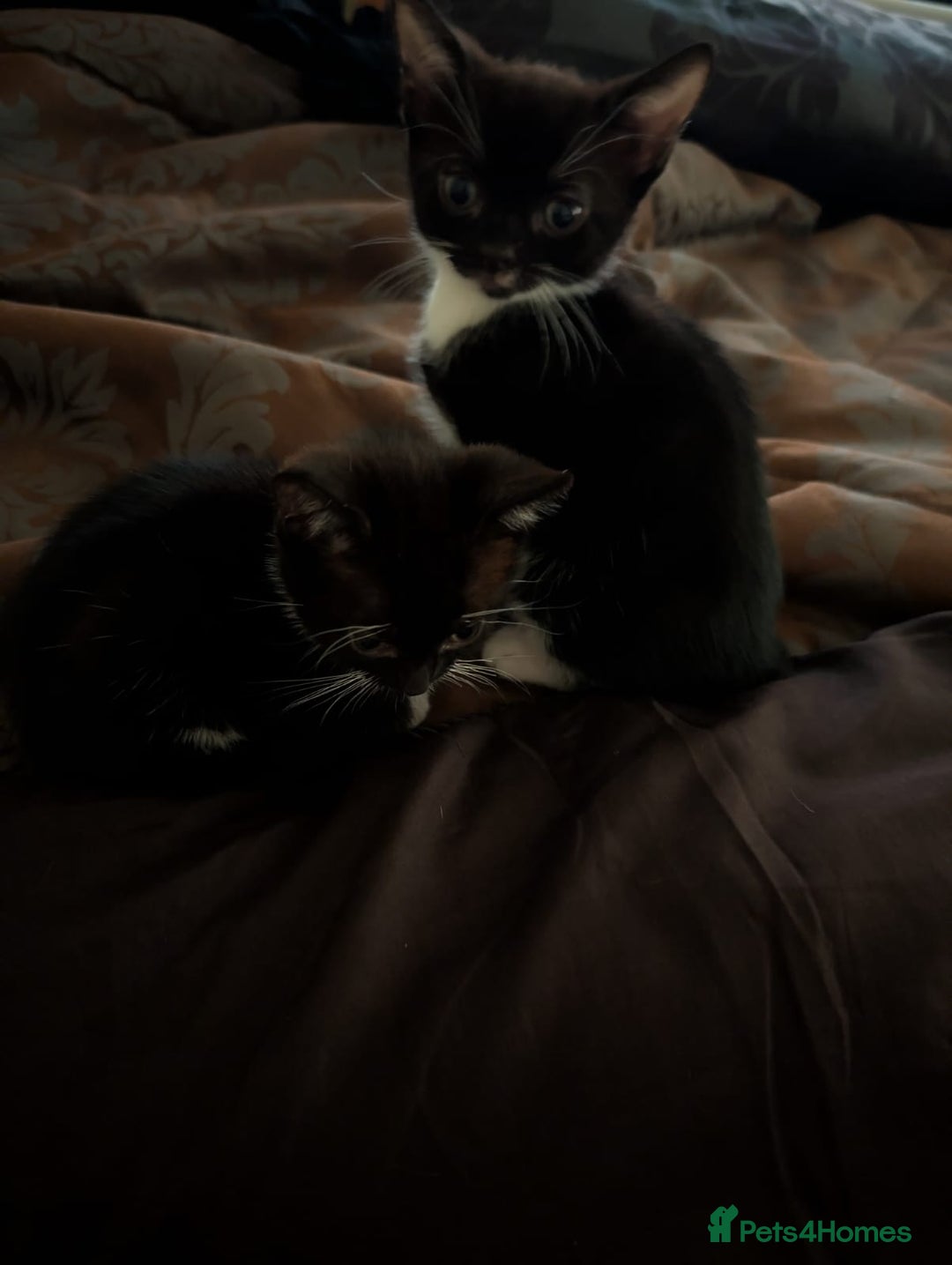 British Shorthair cats for sale: 2 male kittens ready for their new home - Advert 9