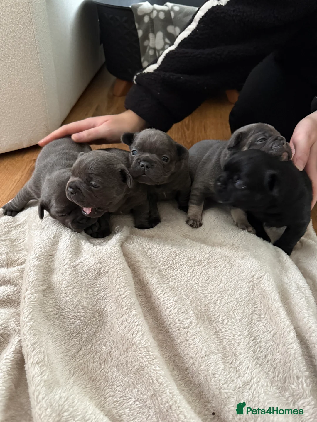 French Bulldog dogs for sale: French bulldog puppies for sale to good homes - Advert 8