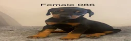 Dobermann dogs for sale: Champion and working lines KC Doberman litter - Advert 11