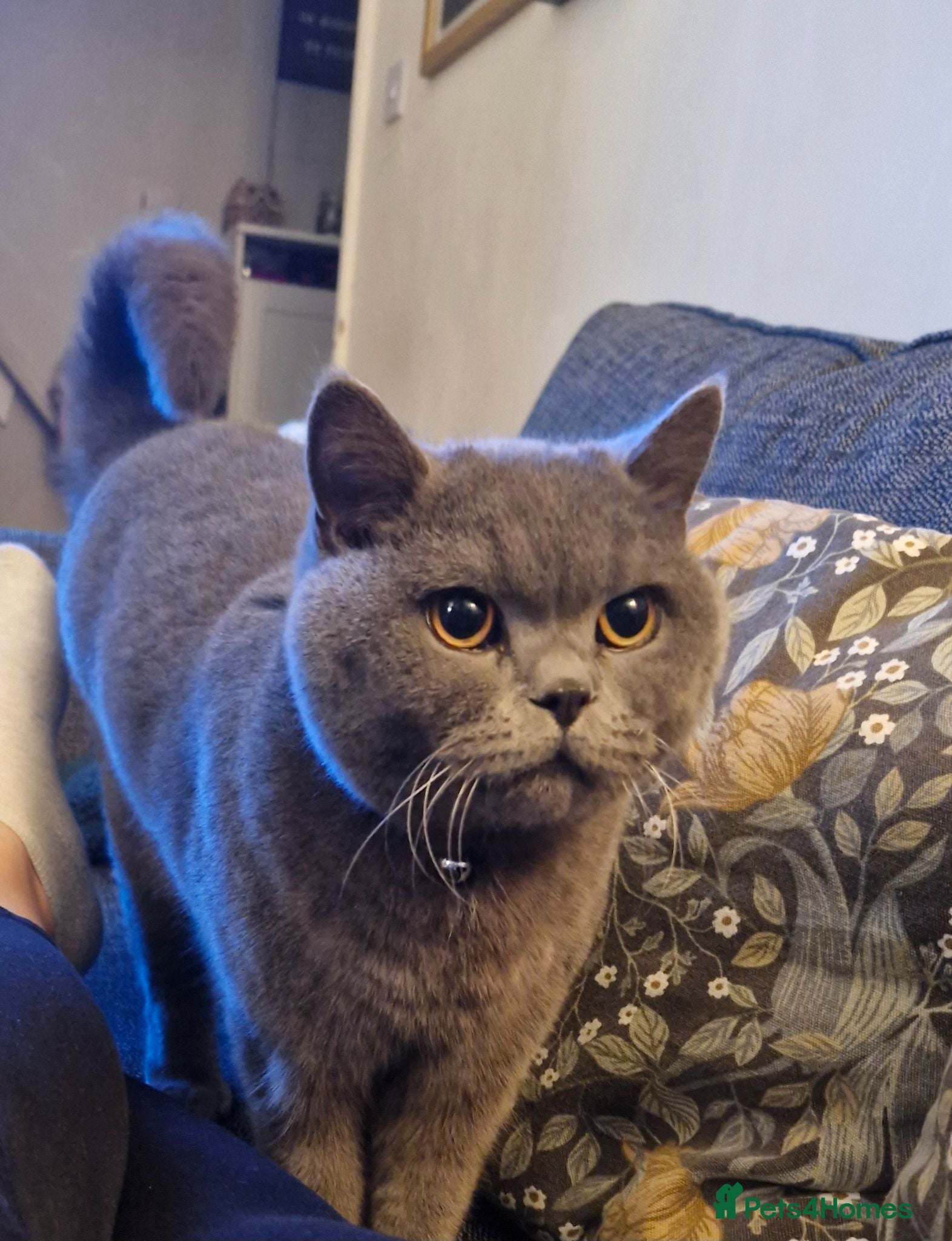 British Shorthair cats Male cat to be rehomed  - Advert 12