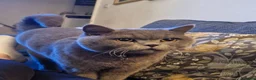 British Shorthair cats for sale: Male cat to be rehomed  in Manchester - Advert 1