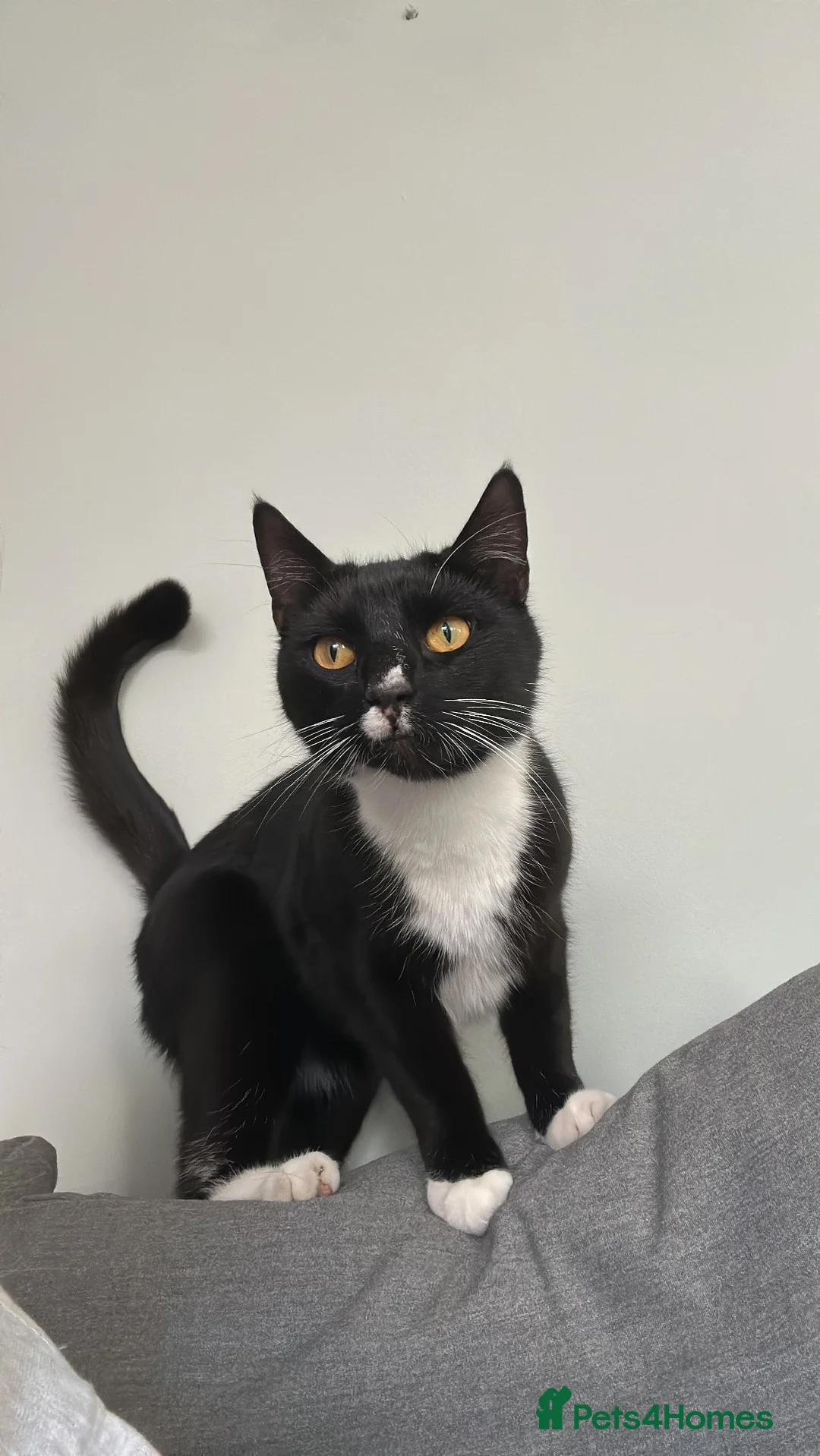 British Shorthair cats for sale: Cat looking for new home in Farnham - Advert 2