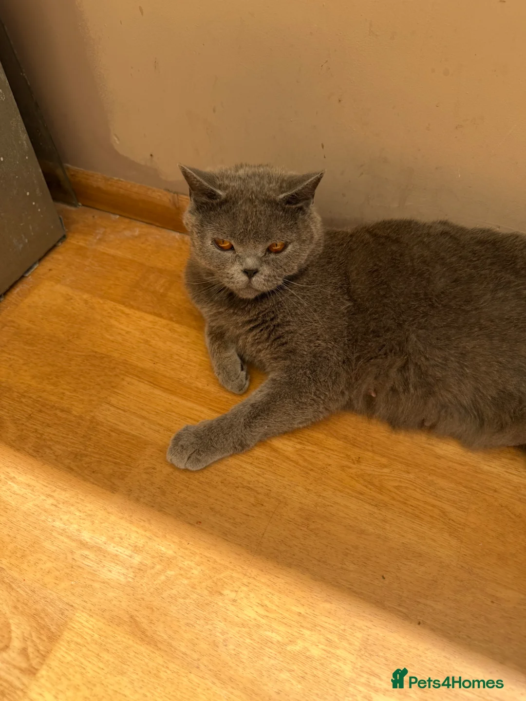 British Shorthair cats for sale: Calm Natured British Shorthair Female - Advert 1