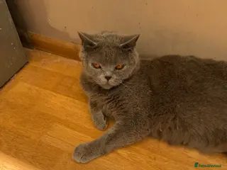 British Shorthair cats Calm Natured British Shorthair Female - Advert 1