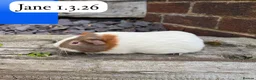 Guinea Pig rodents for sale: Gorgeous baby guinea pigs. Sheffield - Advert 6