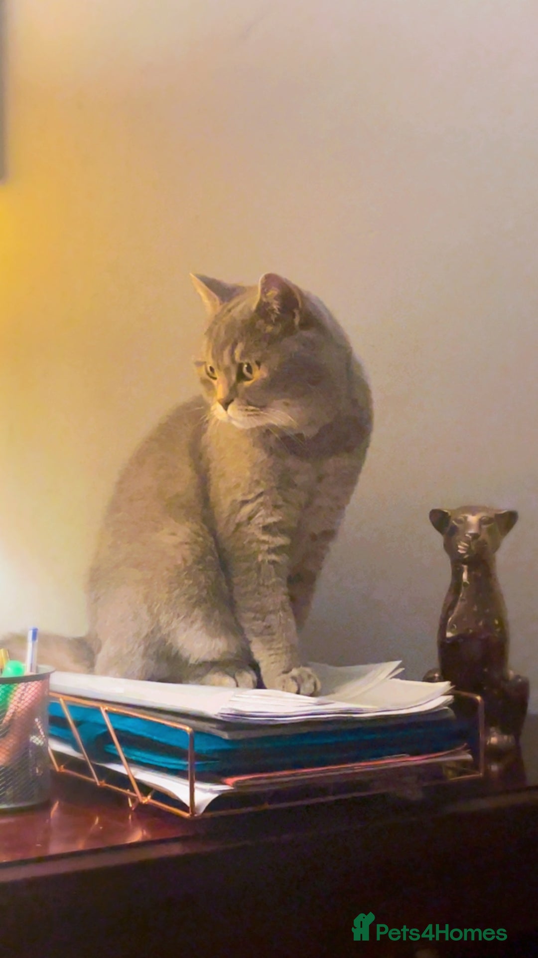 Brazilian Shorthair cats for sale: BritishShorthair Friendly Male Cat Romeo - Image 9