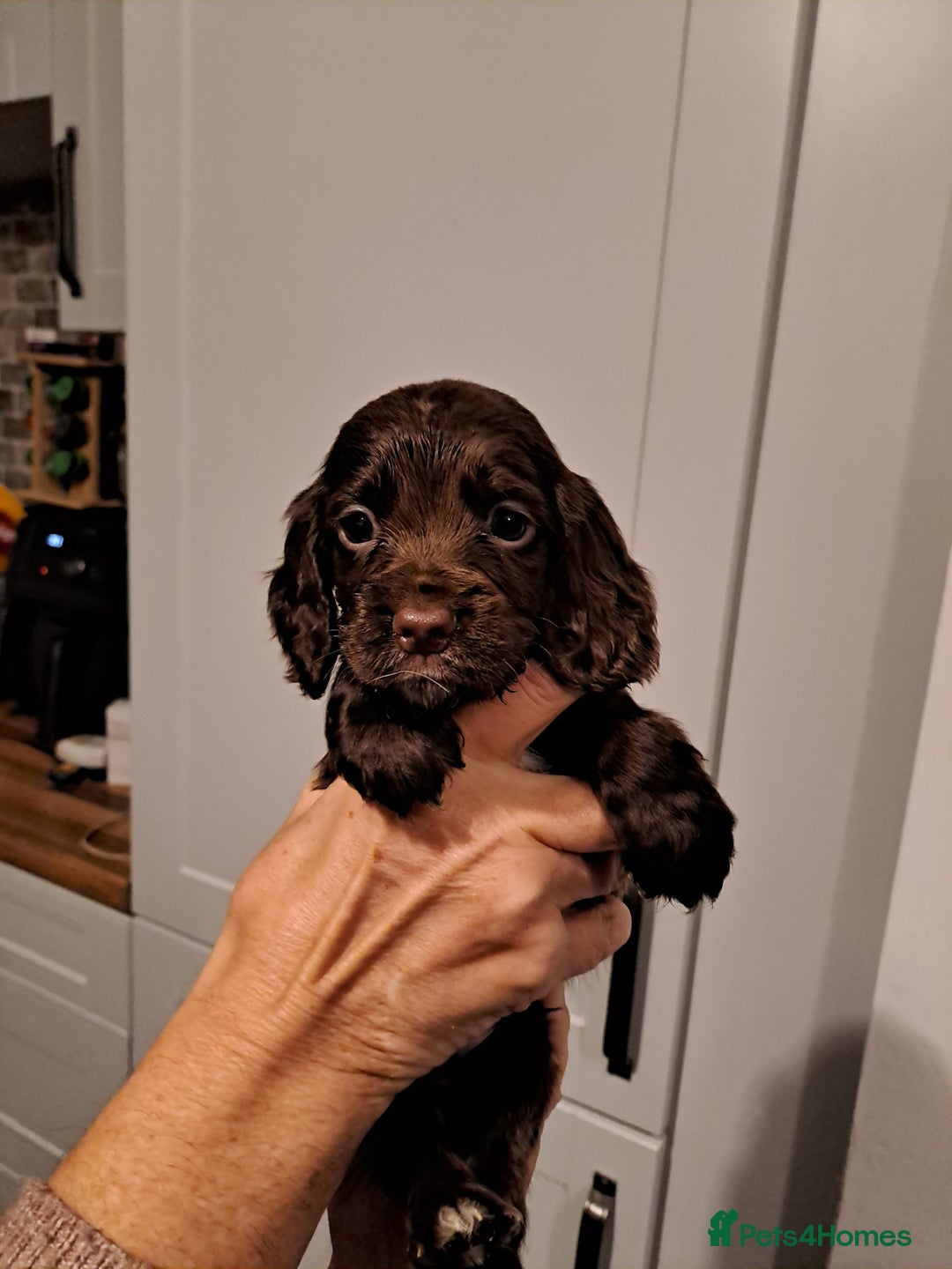 Cocker Spaniel dogs for sale: Cocker spaniel pups - Advert 6