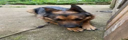 German Shepherd dogs for sale: German Shepherd Female Very Healthy and Active  in Birmingham - Advert 4