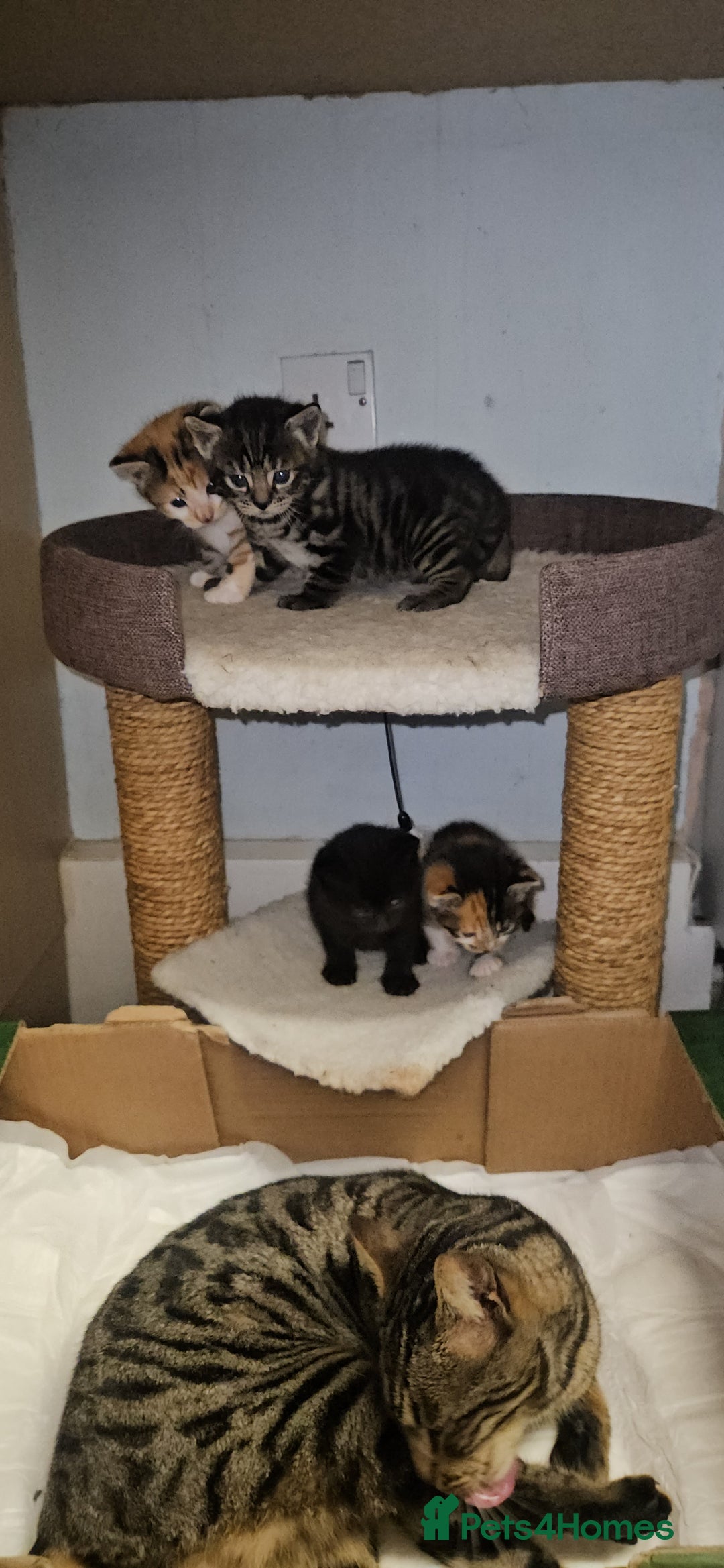 Bengal cats for sale: Kittys:Bengal+British parents  - Advert 17