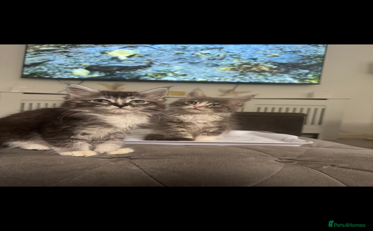 Maine Coon cats - Advert 2