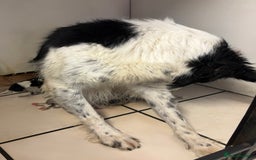 Border Collie dogs for sale: Border Collie Puppies in Wisbech - Image 5