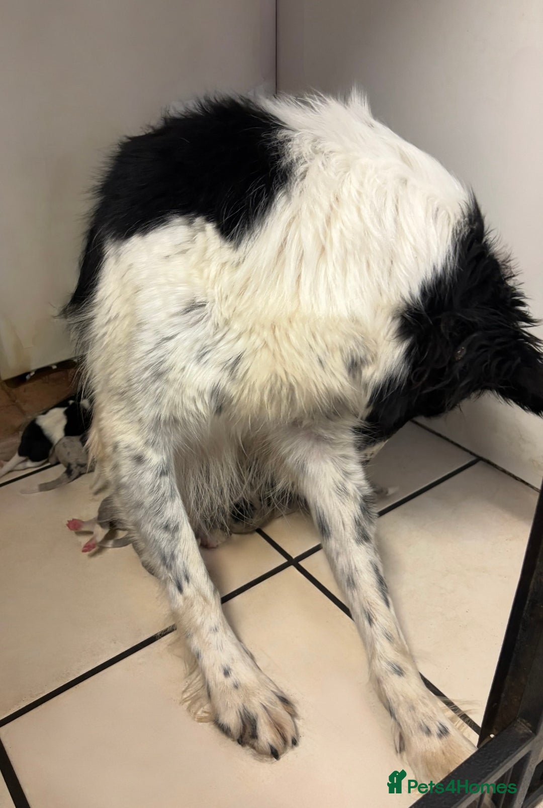 Border Collie dogs for sale: Border Collie Puppies in Wisbech - Image 5