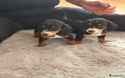 Miniature Dachshund dogs for sale: minature dachshund puppies available  - Image 9