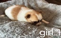 Chihuahua dogs for sale: Chihuahua long coat puppies 2 girls and 1 boy - Image 9
