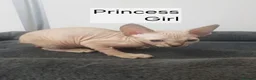 Sphynx cats for sale: Tica quality canadian sphynx kittens - Advert 12