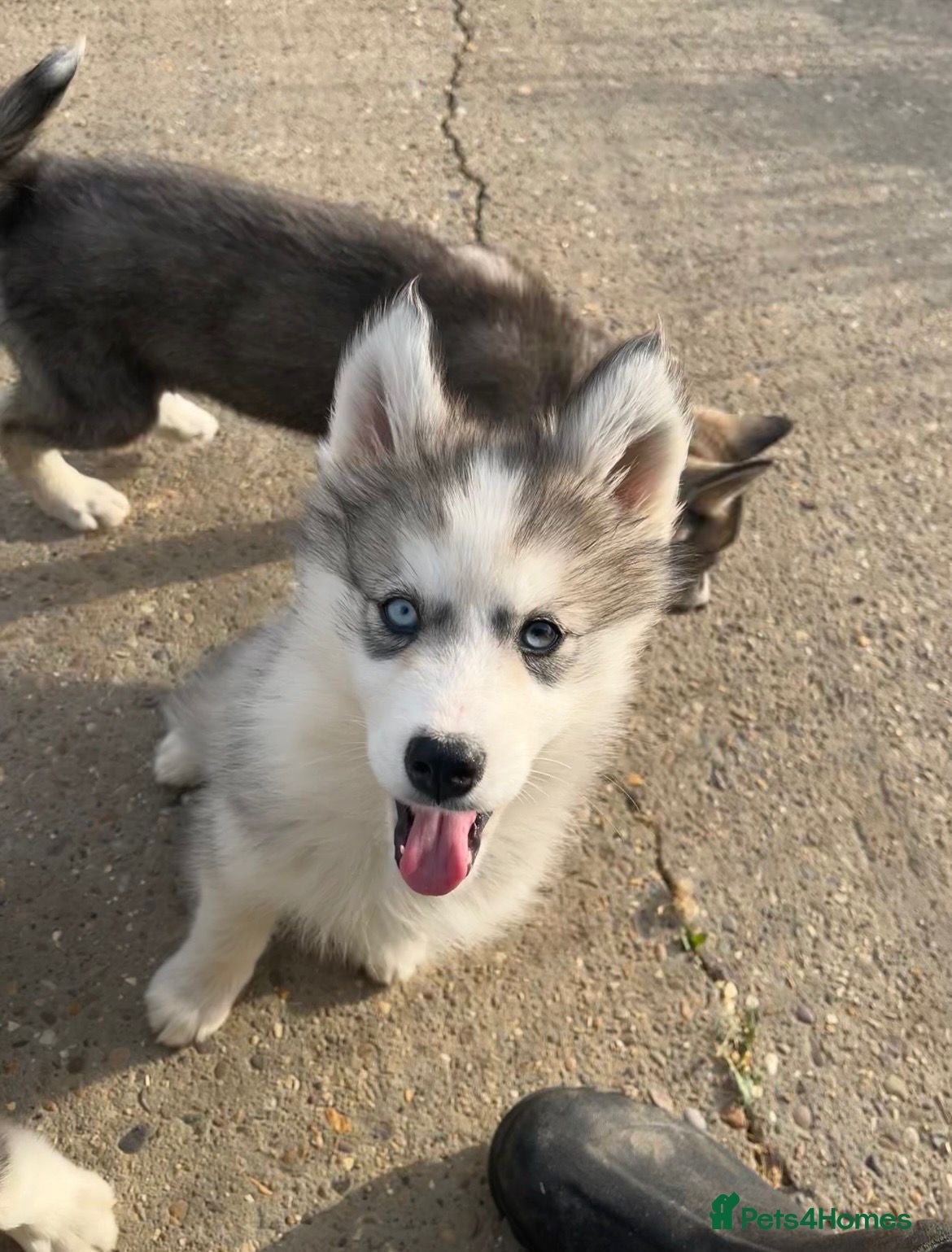 Siberian Husky dogs for sale: Stunning husky puppies  in Boston - Advert 11