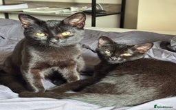 British Shorthair cats for sale: Cimba & Tom Both male  - Image 4