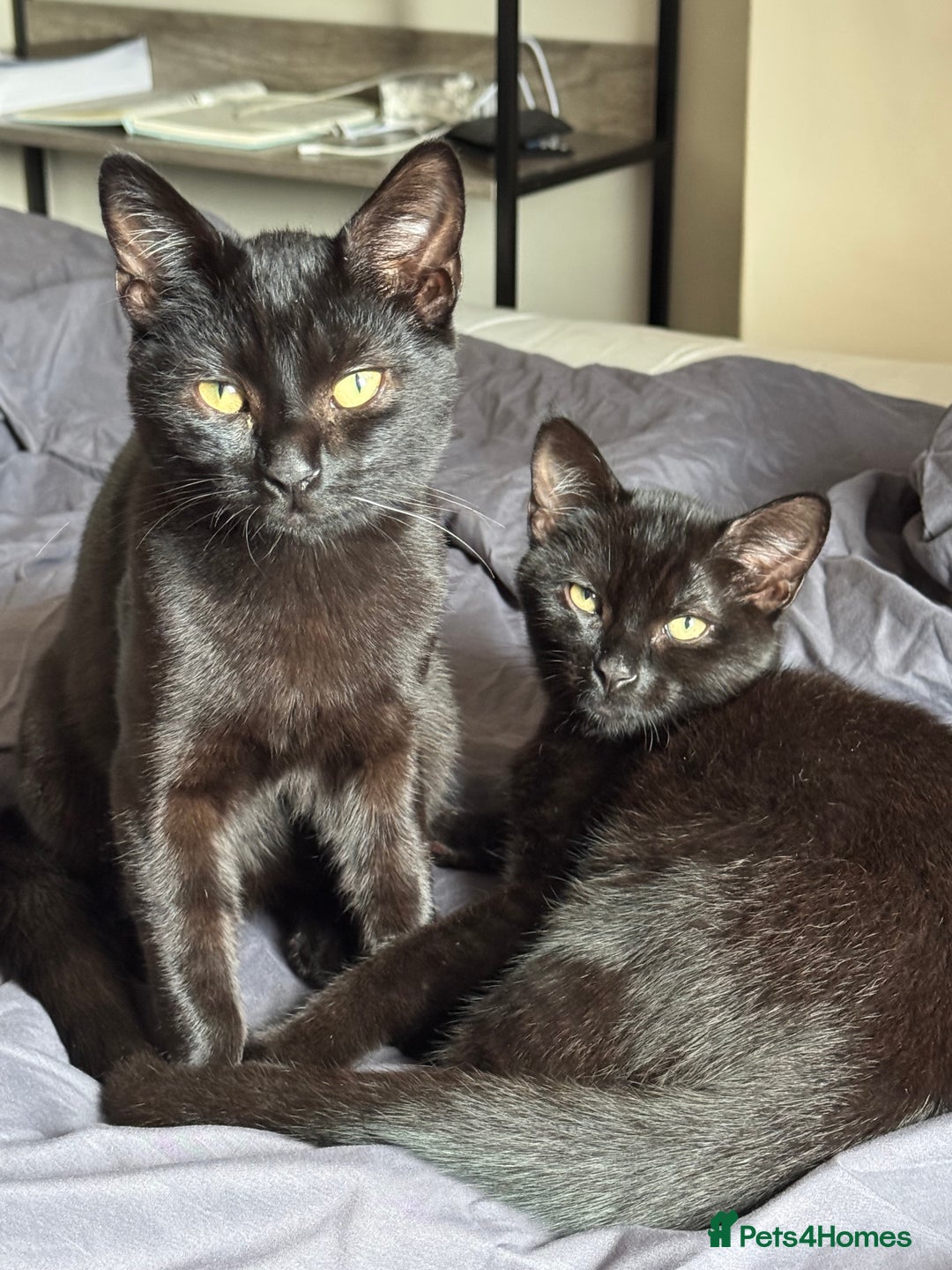 British Shorthair cats for sale: Cimba & Tom Both male  - Image 4