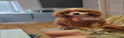 Cavapoo dogs for sale: Exceptional F1 Toy Cavapoos-Health Tested Parents - Advert 34