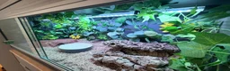 Python Snake reptiles for sale: Banana Royal Python will full set up - Advert 5