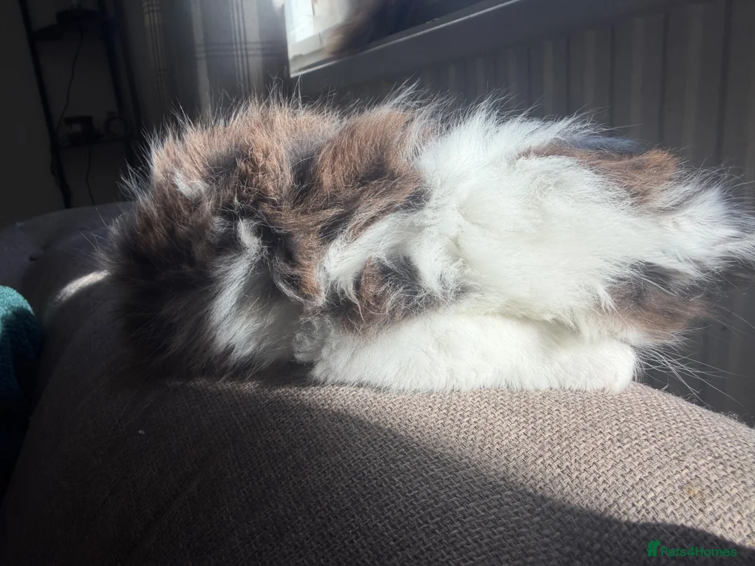 Mixed Breed cats for sale: Ragdoll and shorthair - Advert 13