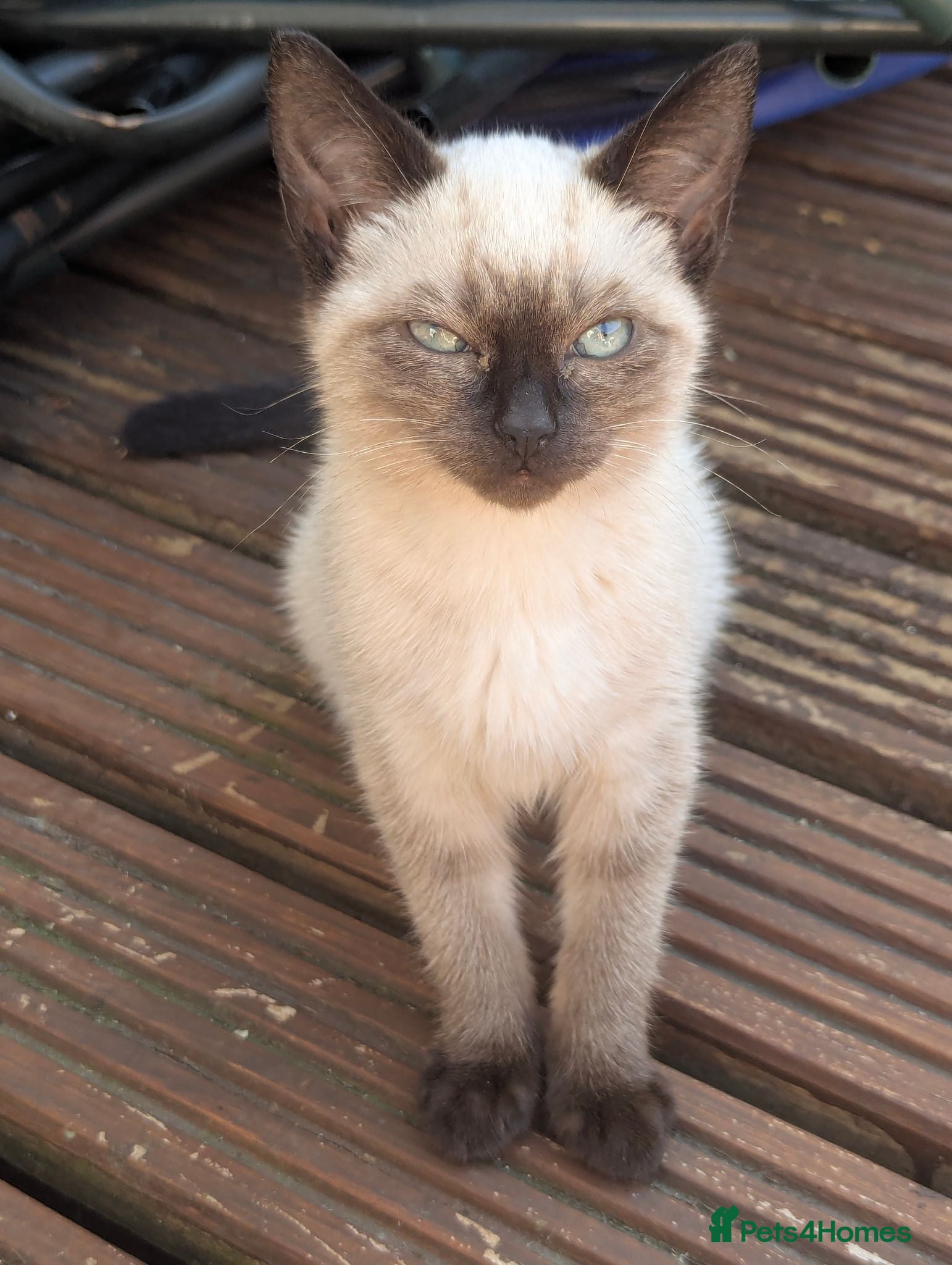 Siamese cats Seal point Siamese - Advert 3
