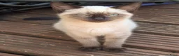 Siamese cats for sale: Seal point Siamese - Advert 6