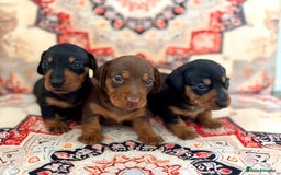 Miniature Dachshund dogs for sale: Mini Dachshund puppies, PRA clear, health tested - Image 8