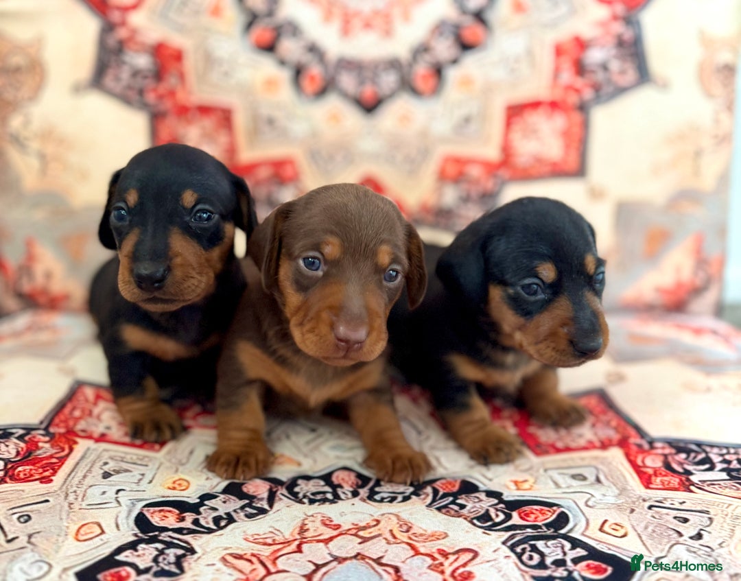 Miniature Dachshund dogs for sale: Mini Dachshund puppies, PRA clear, health tested - Image 8