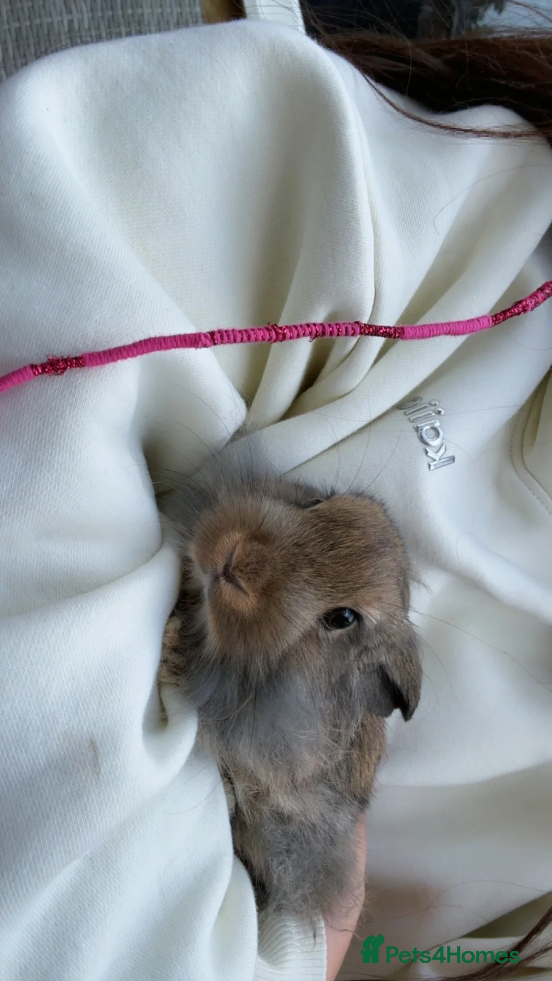 Lionhead rabbits for sale: 2 beautiful LionHead Rabbits - Advert 2