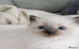 Ragdoll cats for sale: Adorable Baby Ragdolls Ready for Loving Homes - Image 2