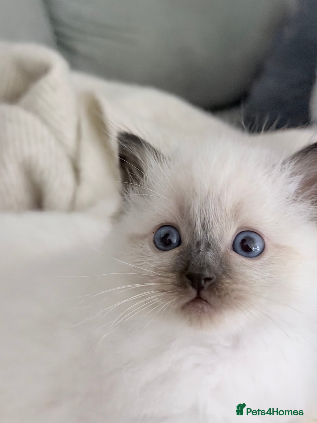 Ragdoll cats for sale: Adorable Baby Ragdolls Ready for Loving Homes - Image 2