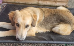Mixed Breed dogs for adoption: Meet Fred  - Image 2