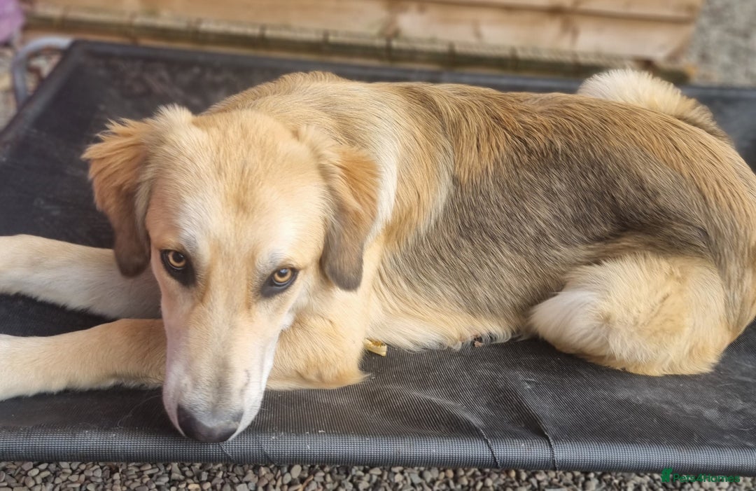 Mixed Breed dogs for adoption: Meet Fred  - Image 2