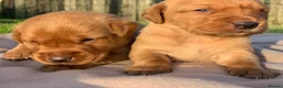 Labrador Retriever dogs for sale: Beautiful KC Labrador puppies - Advert 20
