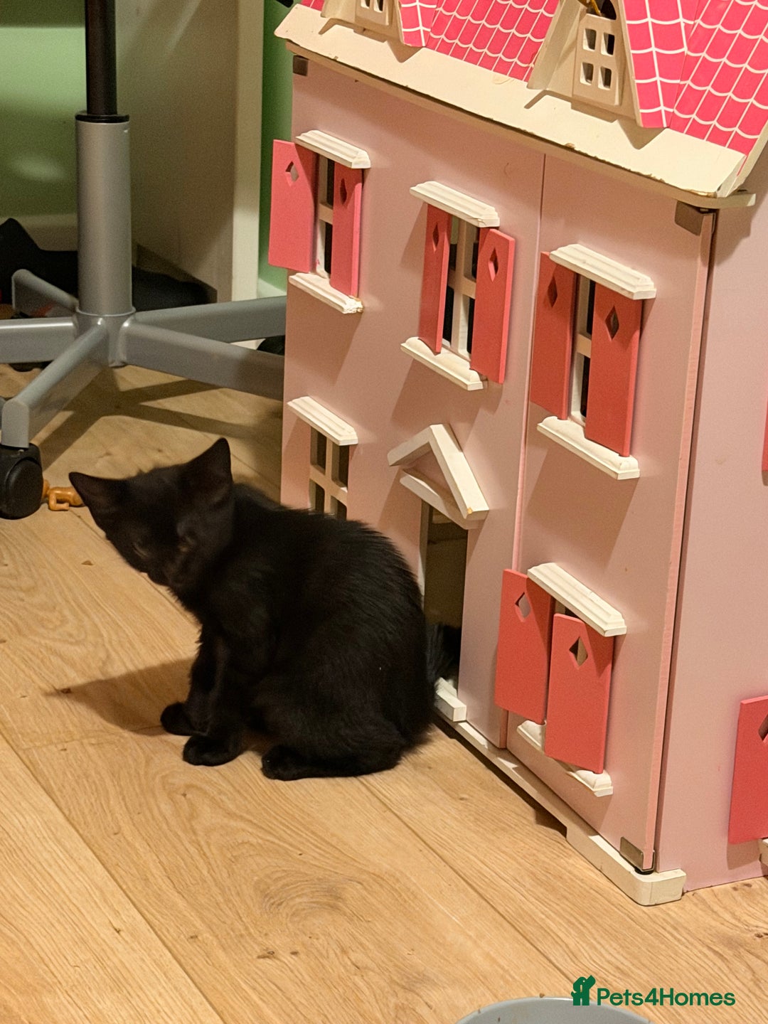 Mixed Breed cats for sale: Mother and daughter only together  - Advert 3