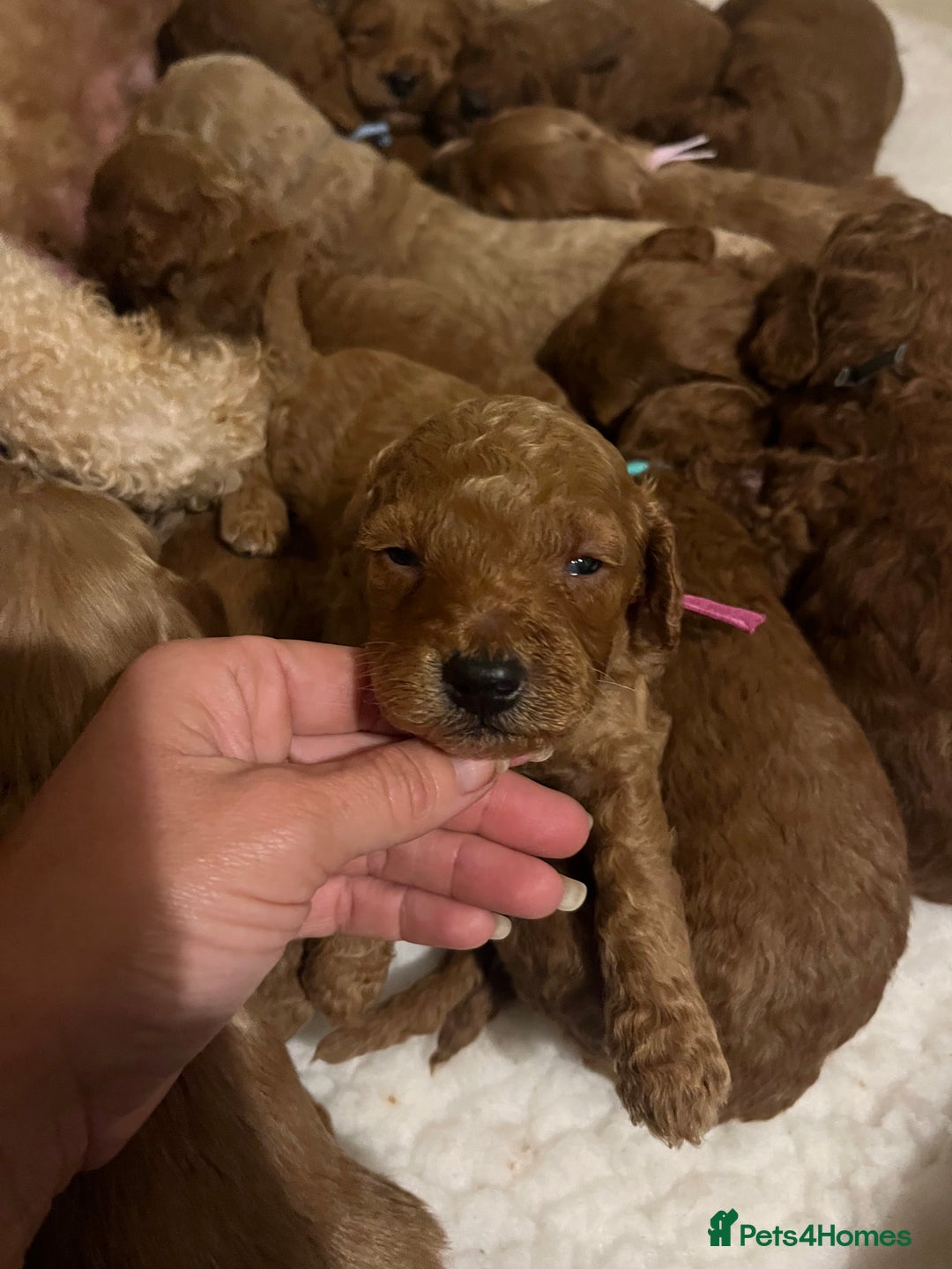Goldendoodle dogs for sale: Outstanding quality fully tested Goldendoodle pups - Image 6