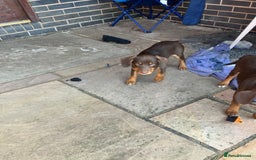 Mixed Breed dogs for sale: 3 Sprollie pups for sale - Image 5