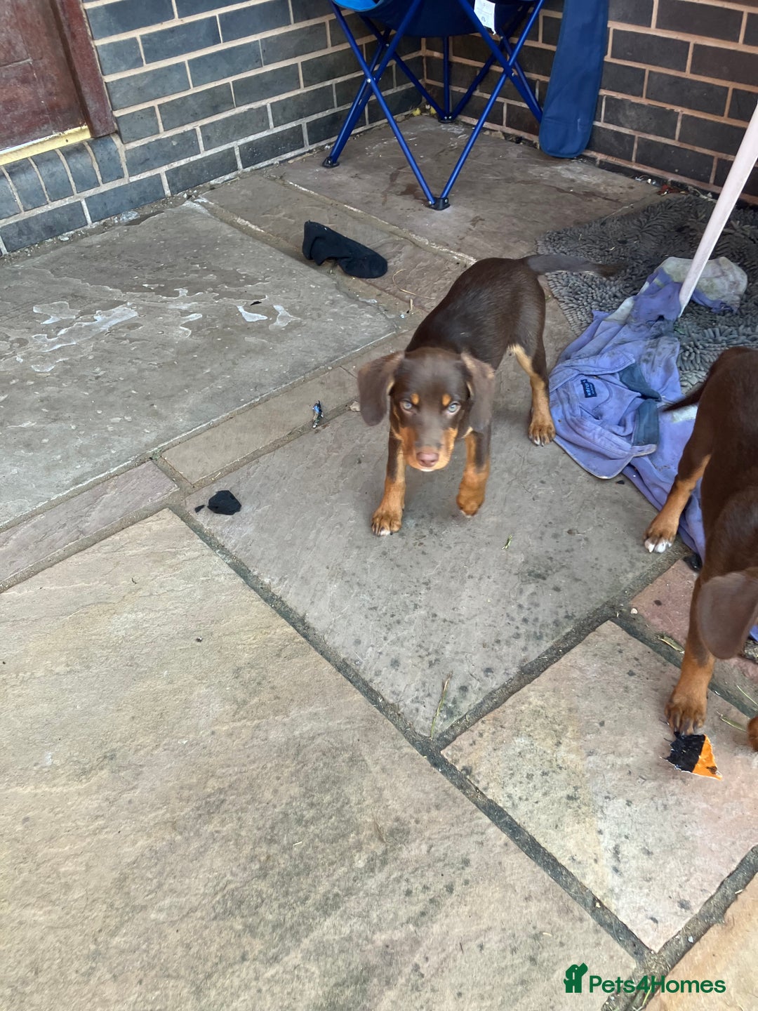 Mixed Breed dogs for sale: 3 Sprollie pups for sale - Image 5