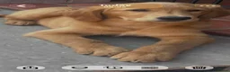 Golden Retriever dogs for sale: Quality KC Registered Golden Retriever Puppies - Advert 15