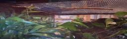 Stick Insects invertebrates for sale: Indian Stick Insect babies in Newcastle upon Tyne - Advert 5