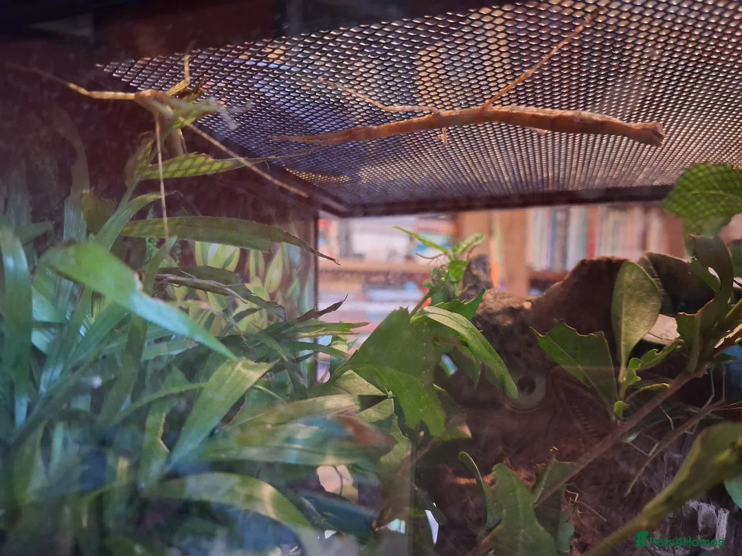 Stick Insects invertebrates for sale: Indian Stick Insect babies in Newcastle upon Tyne - Advert 5