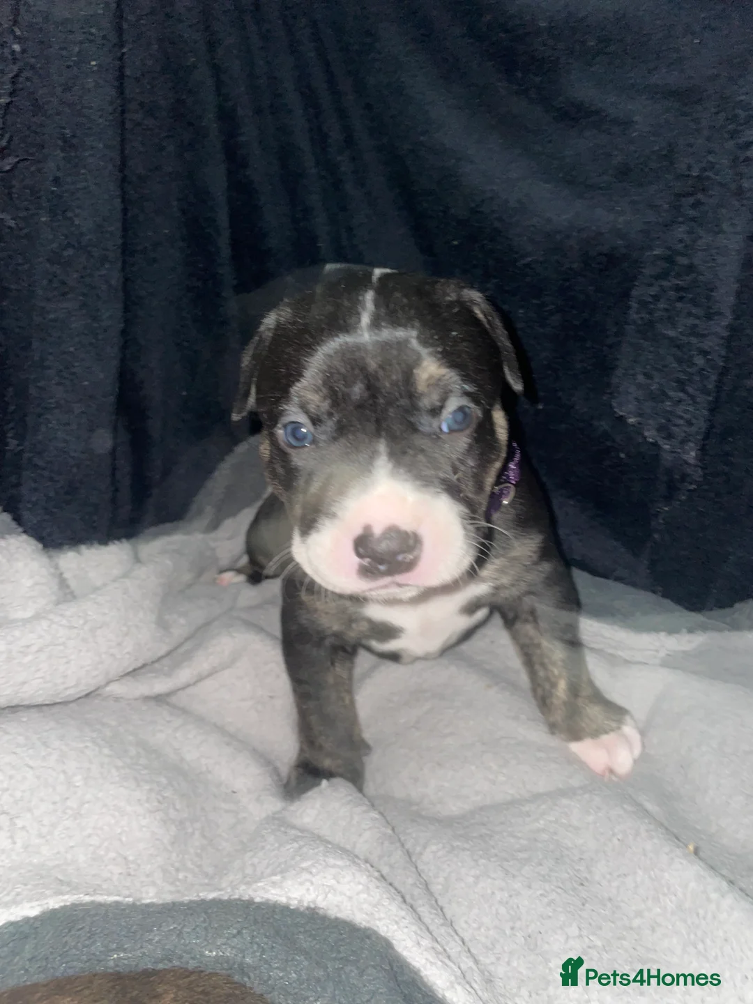 Mixed Breed dogs for sale: Rottie mix cross staffy puppies - Advert 2