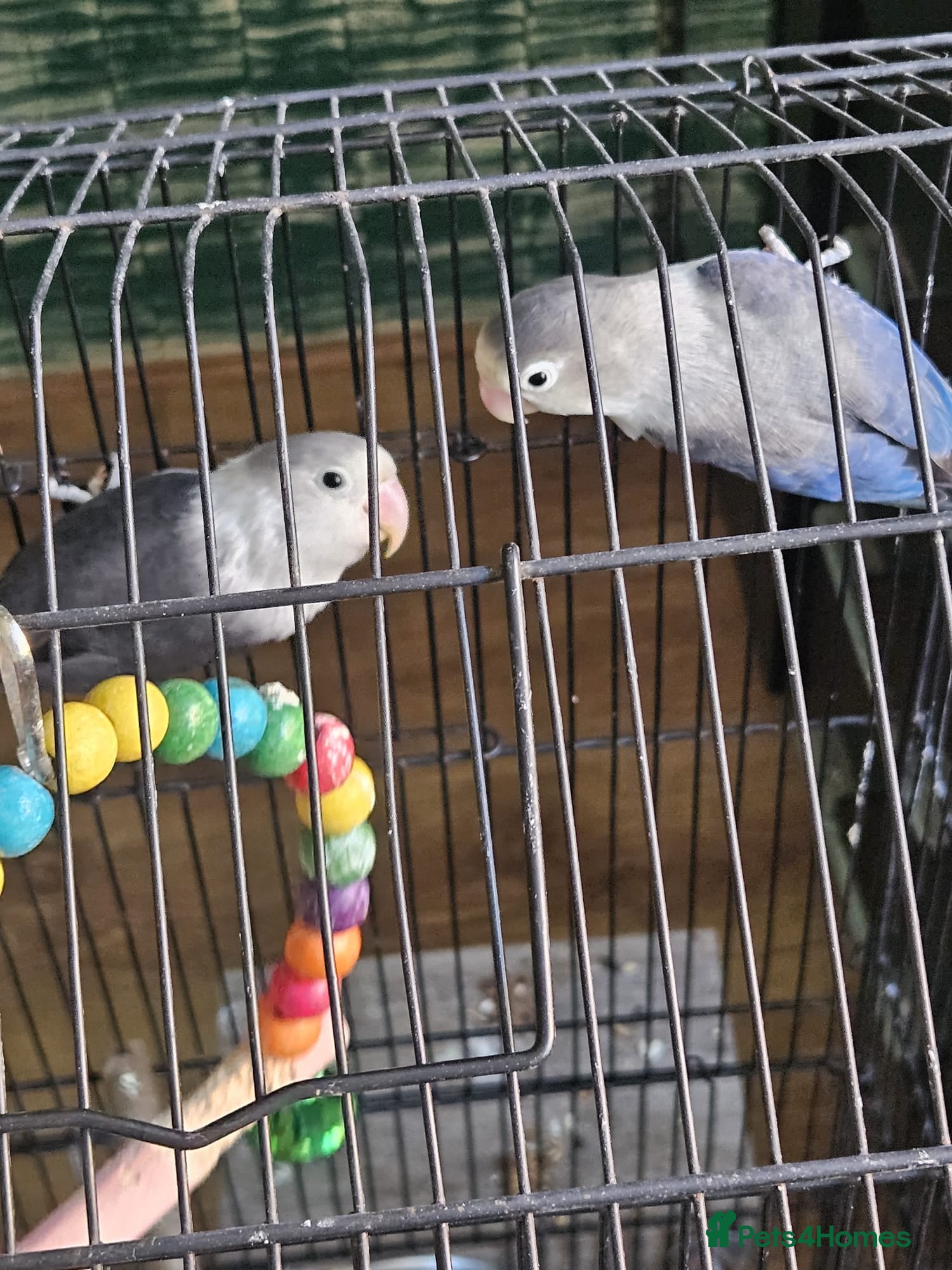 Lovebirds birds Blue Male Lovebird - Advert 14